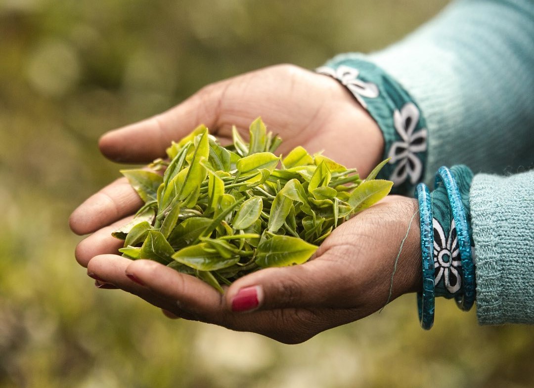 Al momento stai visualizzando Vahdam Teas, il tè indiano